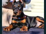 Referanslı Show Kalite Doberman  Yavrular