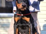 Referanslı Show Kalite Doberman  Yavrular
