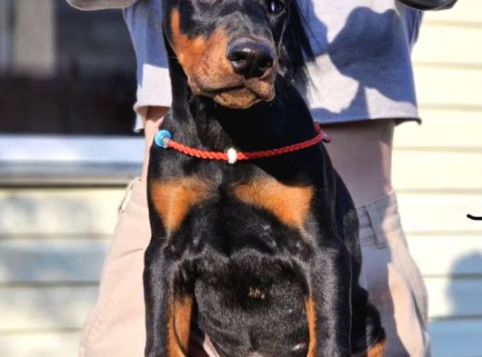 Referanslı Show Kalite Doberman  Yavrular görsel