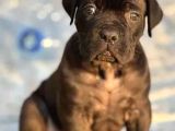 Cane Corso Dev Yavrularımız Teslime Hazır