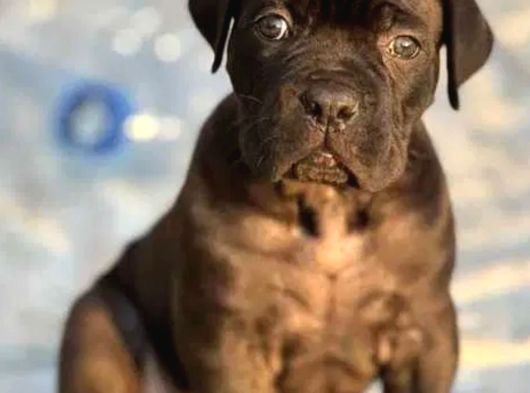 Cane Corso Dev Yavrularımız Teslime Hazır görsel
