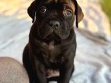 Cane Corso Dev Yavrularımız Teslime Hazır