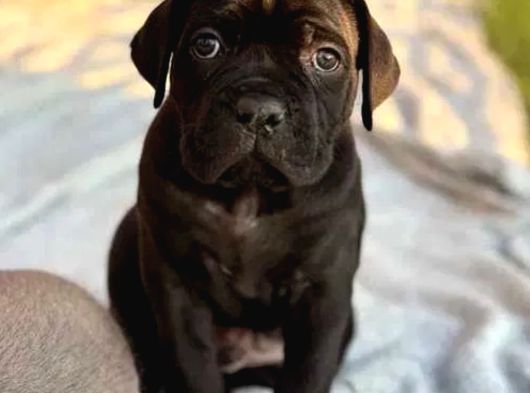 Cane Corso Dev Yavrularımız Teslime Hazır görsel