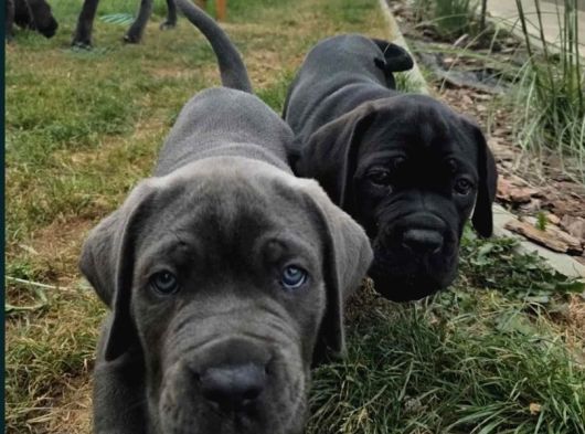 Dev Irk Italyan Mastifi Cane Corso Yavrular görsel