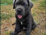 Dev ırk italyan mastifi cane corso yavrular