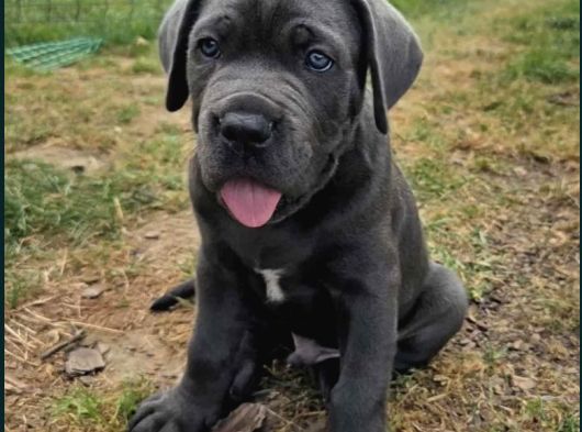 Dev Irk Italyan Mastifi Cane Corso Yavrular