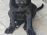 Dev Irk Italyan Mastifi Cane Corso Yavrular