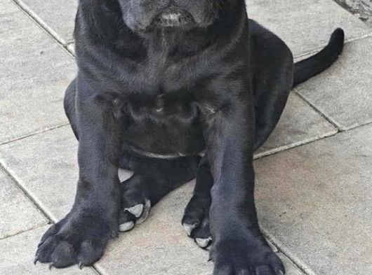 Dev Irk Italyan Mastifi Cane Corso Yavrular görsel