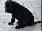 Dev Irk Italyan Mastifi Cane Corso Yavrular