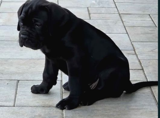 Dev Irk Italyan Mastifi Cane Corso Yavrular görsel