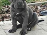 Dev Irk Italyan Mastifi Cane Corso Yavrular