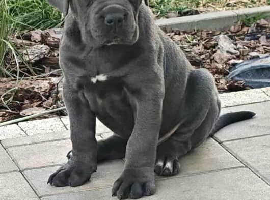 Dev Irk Italyan Mastifi Cane Corso Yavrular görsel