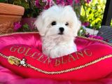 Irk güzeli gerçek maltese terrier yavrular