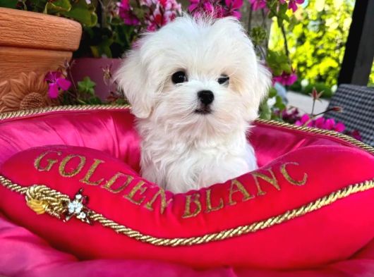 Irk güzeli gerçek maltese terrier yavrular