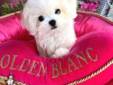Irk Güzeli Gerçek Maltese Terrier Yavrular