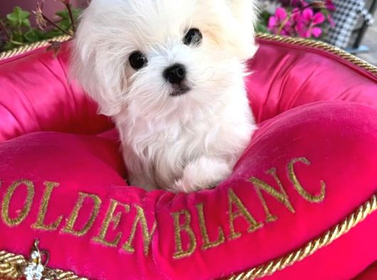 Irk Güzeli Gerçek Maltese Terrier Yavrular görsel