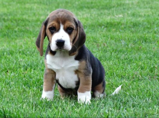 Tri Colour Beagle Yavrular görsel