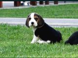 Tri Colour Beagle Yavrular