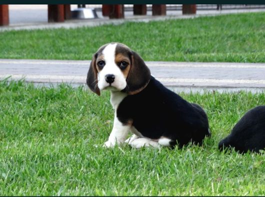 Tri Colour Beagle Yavrular görsel
