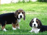 Tri colour Beagle yavrular