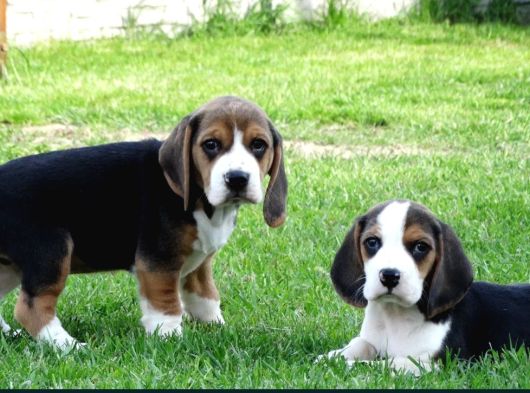Tri Colour Beagle Yavrular