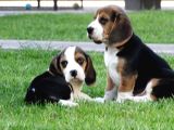 Tri Colour Beagle Yavrular