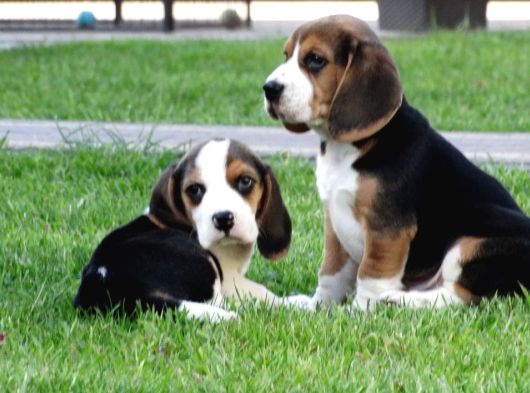 Tri Colour Beagle Yavrular görsel