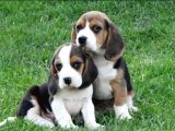 Tri Colour Beagle Yavrular
