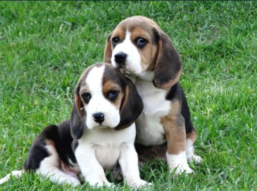 Tri Colour Beagle Yavrular görsel