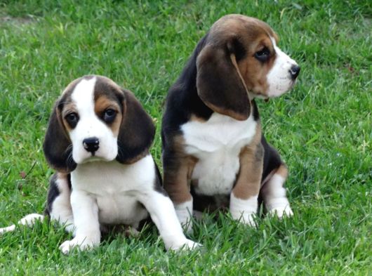 Tri Colour Beagle Yavrular görsel