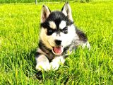 Maskeli Sibirya kurdu husky yavrular