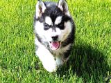 Maskeli Sibirya Kurdu Husky Yavrular