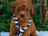 Irkının en güzelleri en özeli toy poodle yavrular