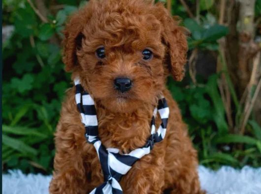 Irkının En Güzelleri En Özeli Toy Poodle Yavrular