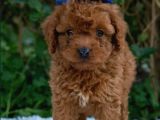 Irkının En Güzelleri En Özeli Toy Poodle Yavrular