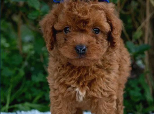 Irkının En Güzelleri En Özeli Toy Poodle Yavrular görsel