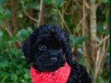 Irkının En Güzelleri En Özeli Toy Poodle Yavrular