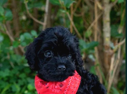 Irkının En Güzelleri En Özeli Toy Poodle Yavrular görsel