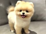 Baby Face Pomeranian Boo