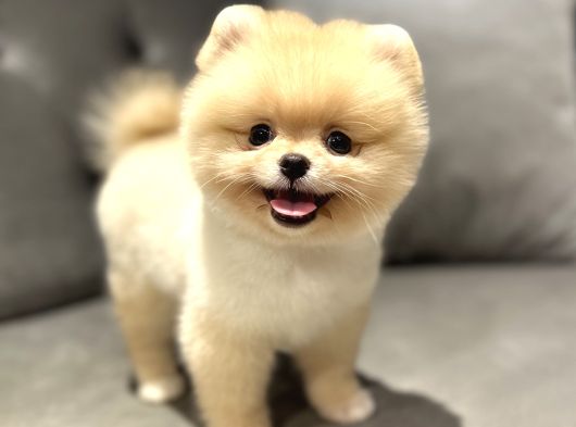 Baby Face Pomeranian Boo