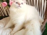 Safkan Britsh Longhair Golden Yavrular Hazir