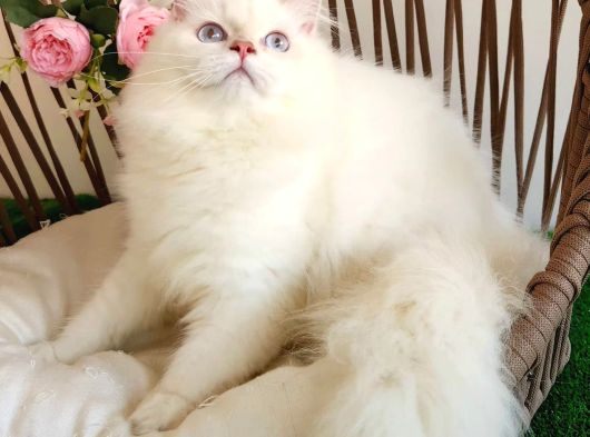 Safkan Britsh Longhair Golden Yavrular Hazir görsel