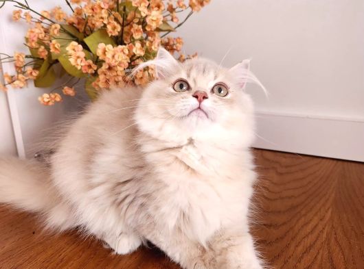 Safkan Britsh Longhair Golden Yavrular Hazir görsel