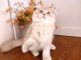 Safkan Britsh Longhair Golden Yavrular Hazir