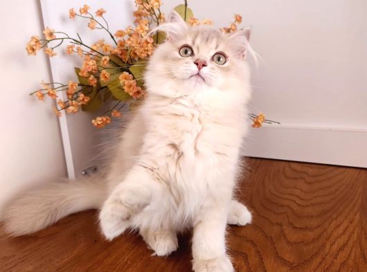 Safkan Britsh Longhair Golden Yavrular Hazir görsel