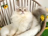 SAFKAN BRITSH LONGHAIR GOLDEN YAVRULAR HAZIR