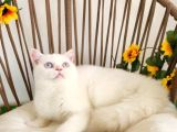 Safkan Golden British Shorthair Yavrular Hazir