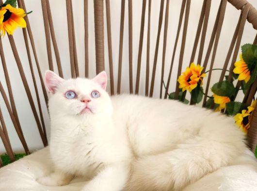 Safkan Golden British Shorthair Yavrular Hazir görsel