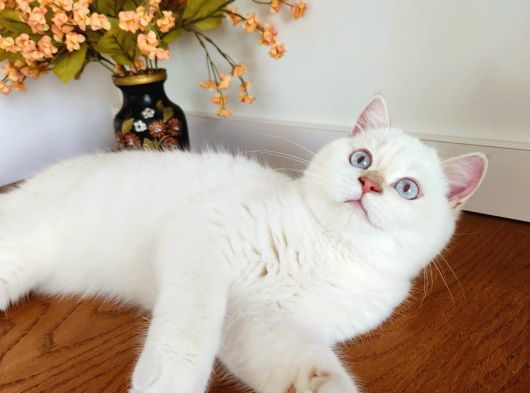 Safkan Golden British Shorthair Yavrular Hazir görsel