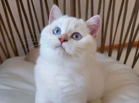 Safkan Golden British Shorthair Yavrular Hazir görsel